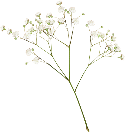 花言葉は 清らかな心 純白かすみ草のpng素材 カワイイストック オリジナルフリー素材配布 おすすめ素材サイト紹介
